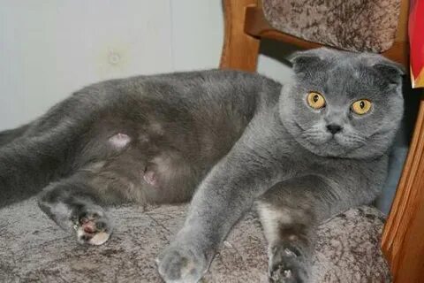 Сколько вынашивают британские кошки