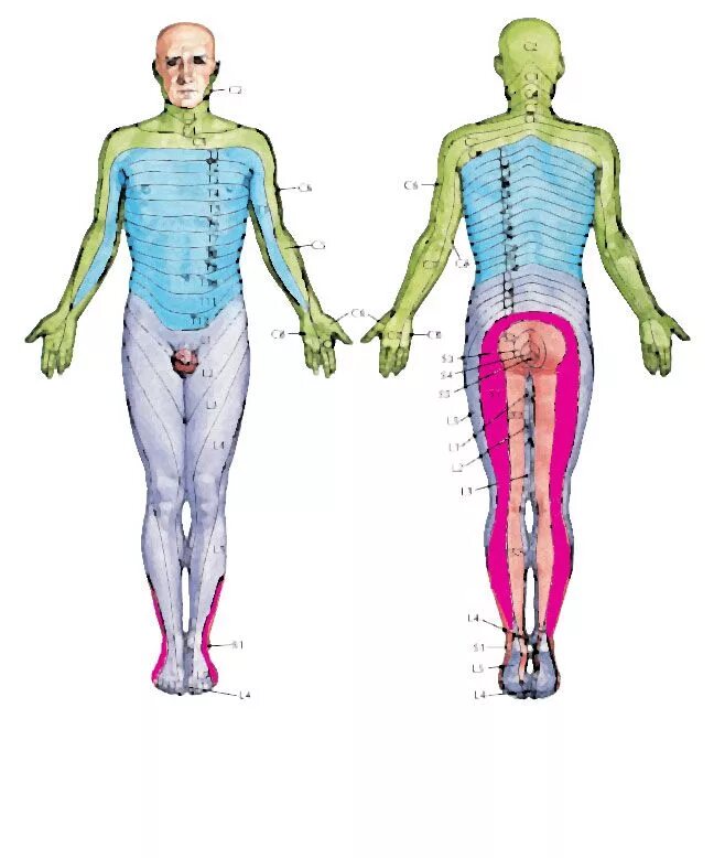 Радикулопатия l5 s1. Иннервация l5-s1. L3-l4 иннервация. Дерматомы l5-s1. Корешки l3 l4.