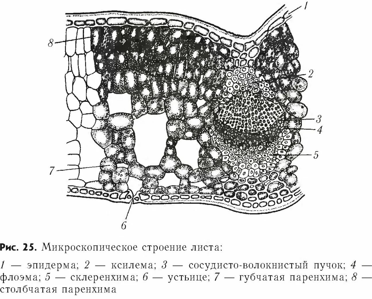 Паренхима 5. Поперечный срез устьица листа. эпидерма,ксилема,паренхима,флоэма. поперечный срез листа хлоренхима. губчатая паренхима листа.