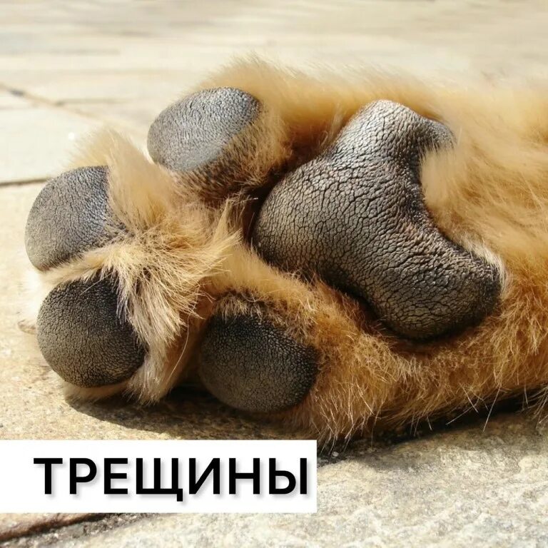 лапки песика