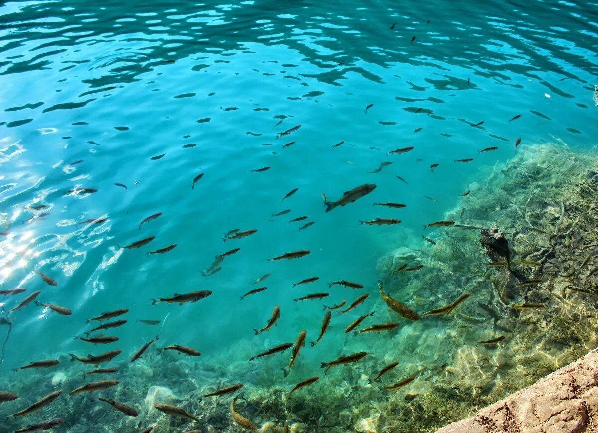 Рыбы Адриатического моря. Прозрачная вода. Прозрачное море. Прозрачная вода в океане. Что находится в воде рыбы