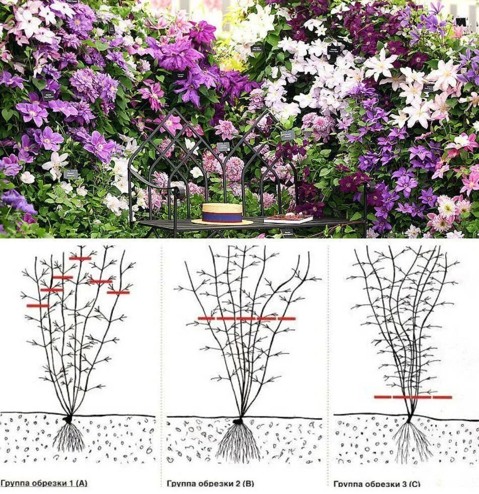 Клематис кустовой Пурпуреа. Клематис сен-но-Кэйз. Клематис 3 группы обрезки. Клематис Пурпуреа плена группа обрезки. Как ухаживать за плетистой розой