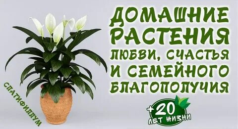 Растение любви и счастья