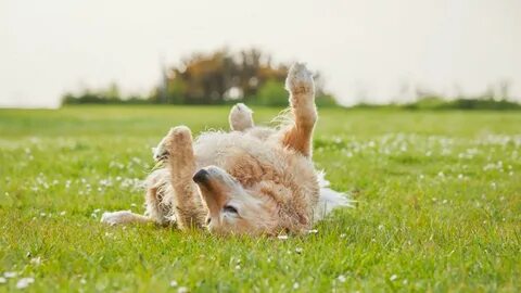 Over dogs