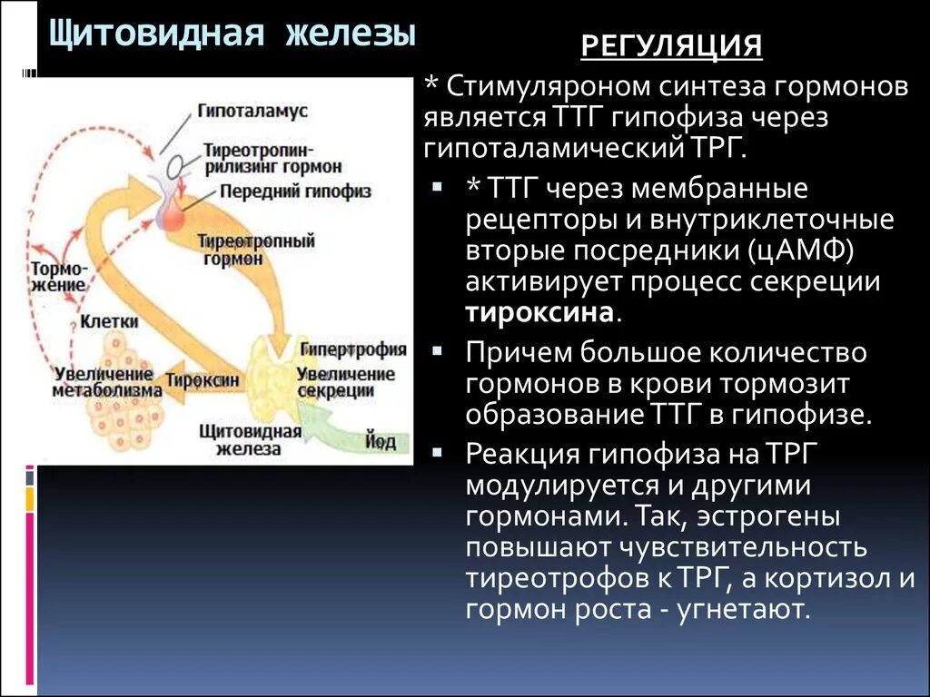 Гормон гипофиза сдать. Регуляция тиреоидных гормонов. ТТГ щитовидной железы. Гипофиз секретирует тиреотропный гормон. Регуляция гормонов гипофиза.