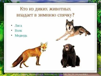 Волк впадает в спячку
