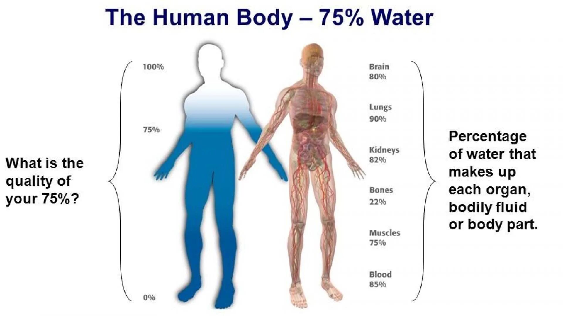 Water in Human body. Вода и человек. Function of Water in the Human body. Functions of Water.