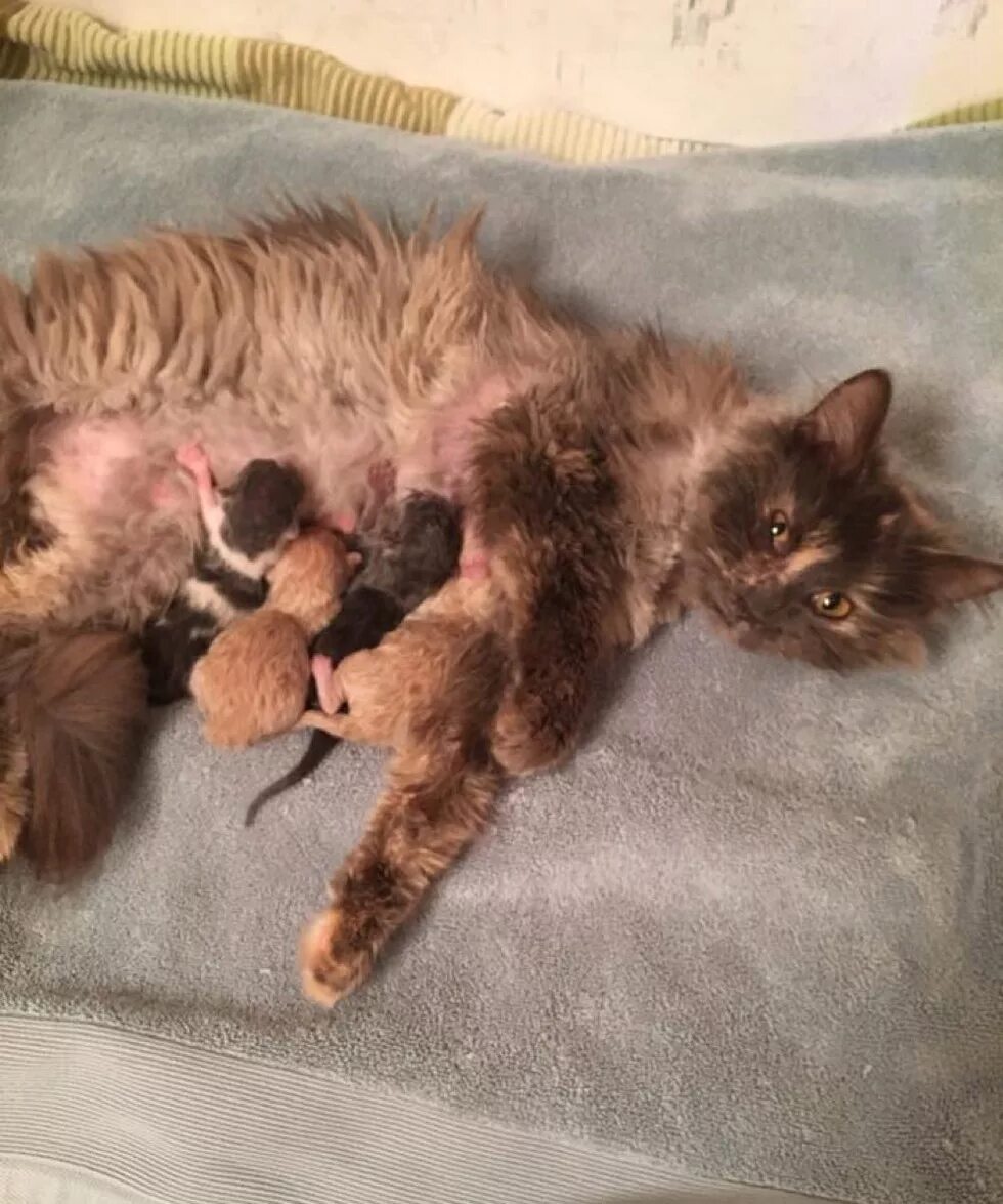 Беременность кошки. Новорожденные котята с мамой. Беременная пушистая кошка. Беременная кошка с котятами.
