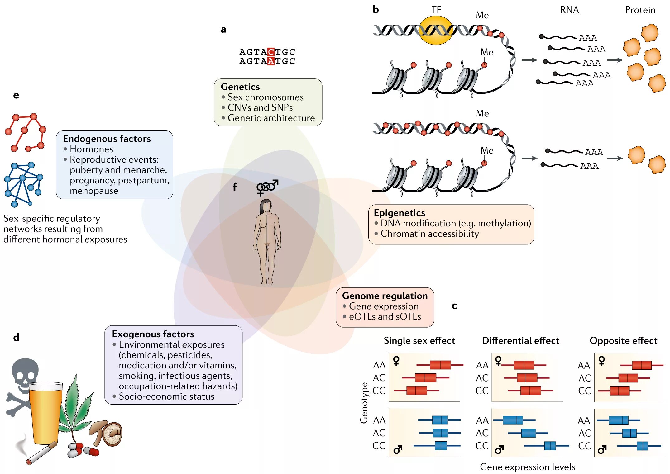 SNPS генетика. Протеин кодирующие гены. Фермент Генетикс. Gene expression modifications генетика. Expression levels