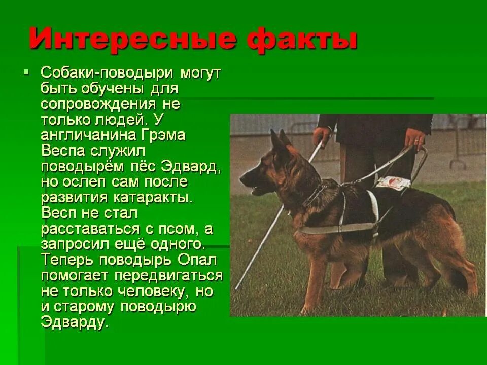 Поводырь рассказ на дзен. Факты о собаках. Интересные факты отсобаках. Необычные факты о собаках. Интересные факты о собаках для детей.