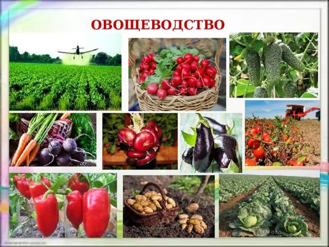 Какая какое овощеводство. Отрасли овощеводства. Сельскохозяйственные растения. Культурные сельскохозяйственные растения. Отрасли растениеводства овощеводство.