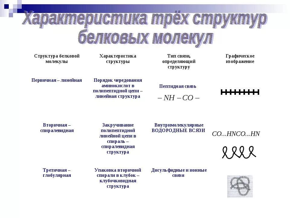 Три особенности белков. Характеристика структуры белковой молекулы. Таблица структура белка характеристика структуры. Характеристика вторичной структуры белка таблица. Структуры молекул белков таблица.