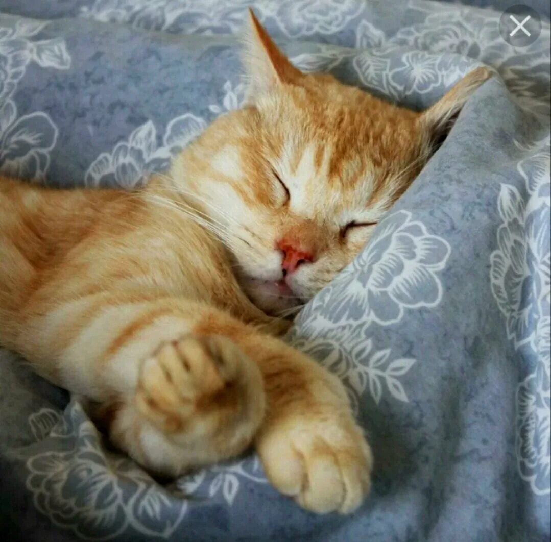 Спящие коты и кошки