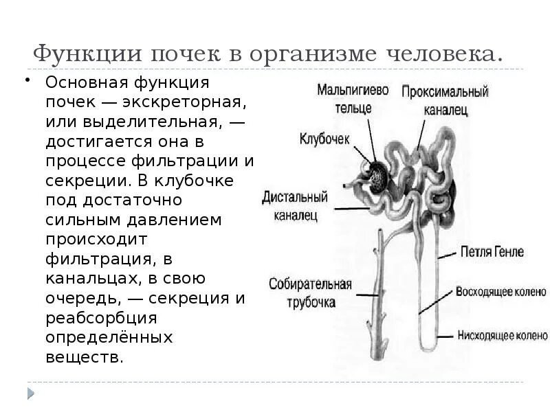 Характеристика органа человека