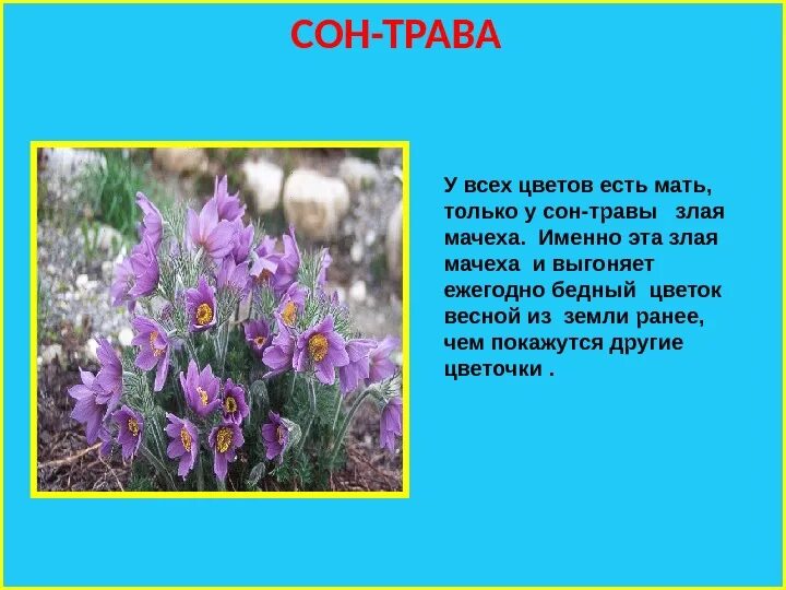 Легенда о ландыше майском. Весенние цветники 2 класс окружающий мир легенда. Растения весенних цветников легенды и поверья. Цветы весеннего цветника легенды и поверья. Легенды о растениях весеннего цветника.