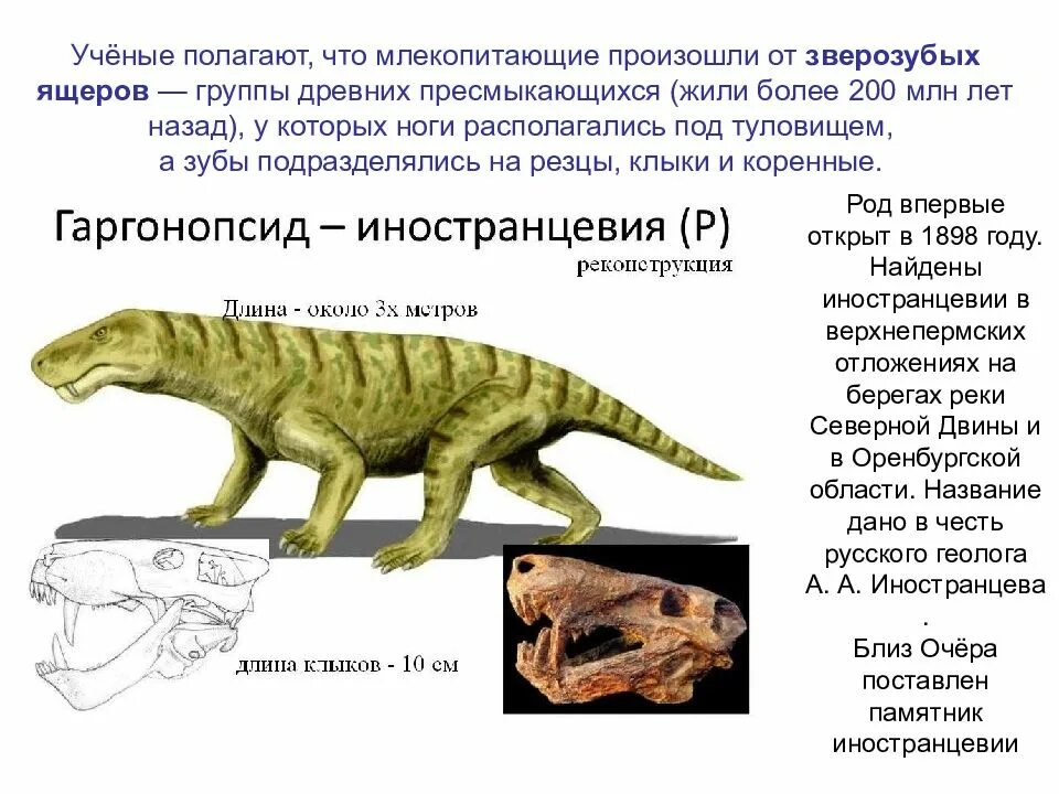 Происхождение млекопитающих. Происхождение млекопитающих презентация. Происхождение класса млекопитающих. Презентация на тему происхождение млекопитающих.