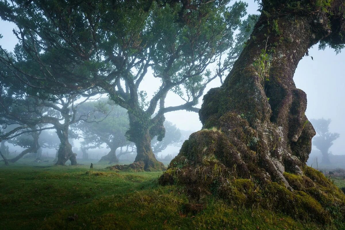 Ancient tree