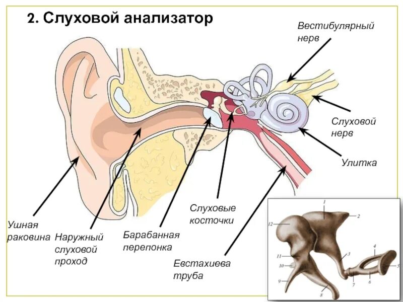 Строение слухового нерва уха