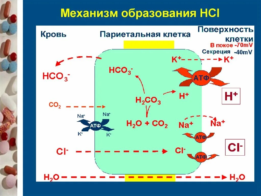 Механизм образования HCL. Механизм образования соляной кислоты. Схема образования HCL В желудке. Механизм синтеза HCL. Hci это кислота