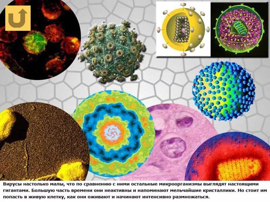 Многообразие вирусов 5 класс презентация. Разнообразие вирусов. Разнообразие вирусов и бактерий. Вирусы биология. Строение и разнообразие вирусов.