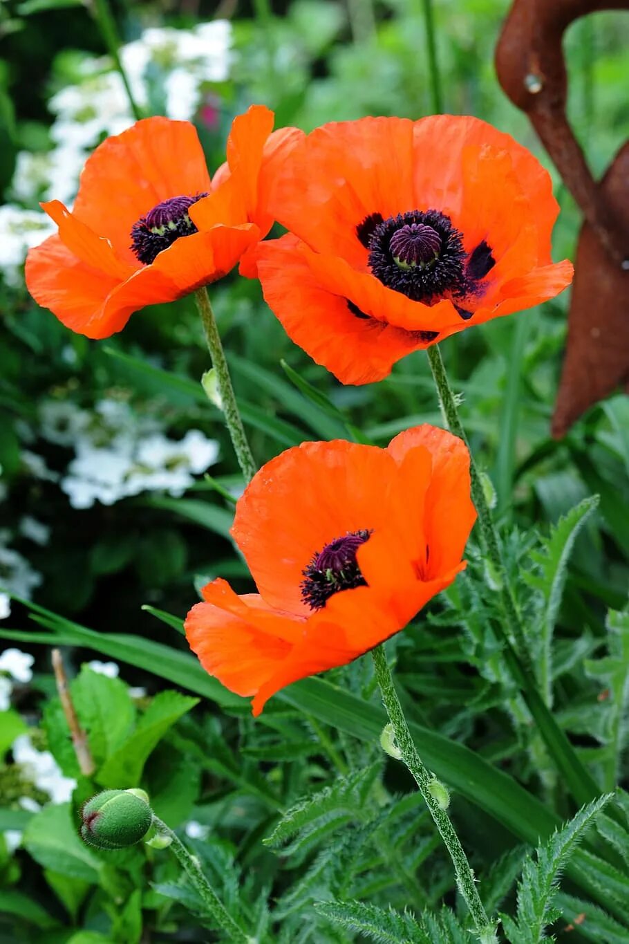 Тип мак. Мак блоссом цветок. poppy (мак). королевский мак цветок. мак пушор.