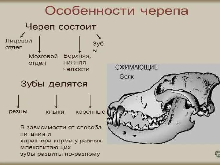 Клыки используются для у млекопитающих. Череп млекопитающих. Особенности черепа млекопитающих. Строение черепа млекопитающих. Зубная система млекопитающих.