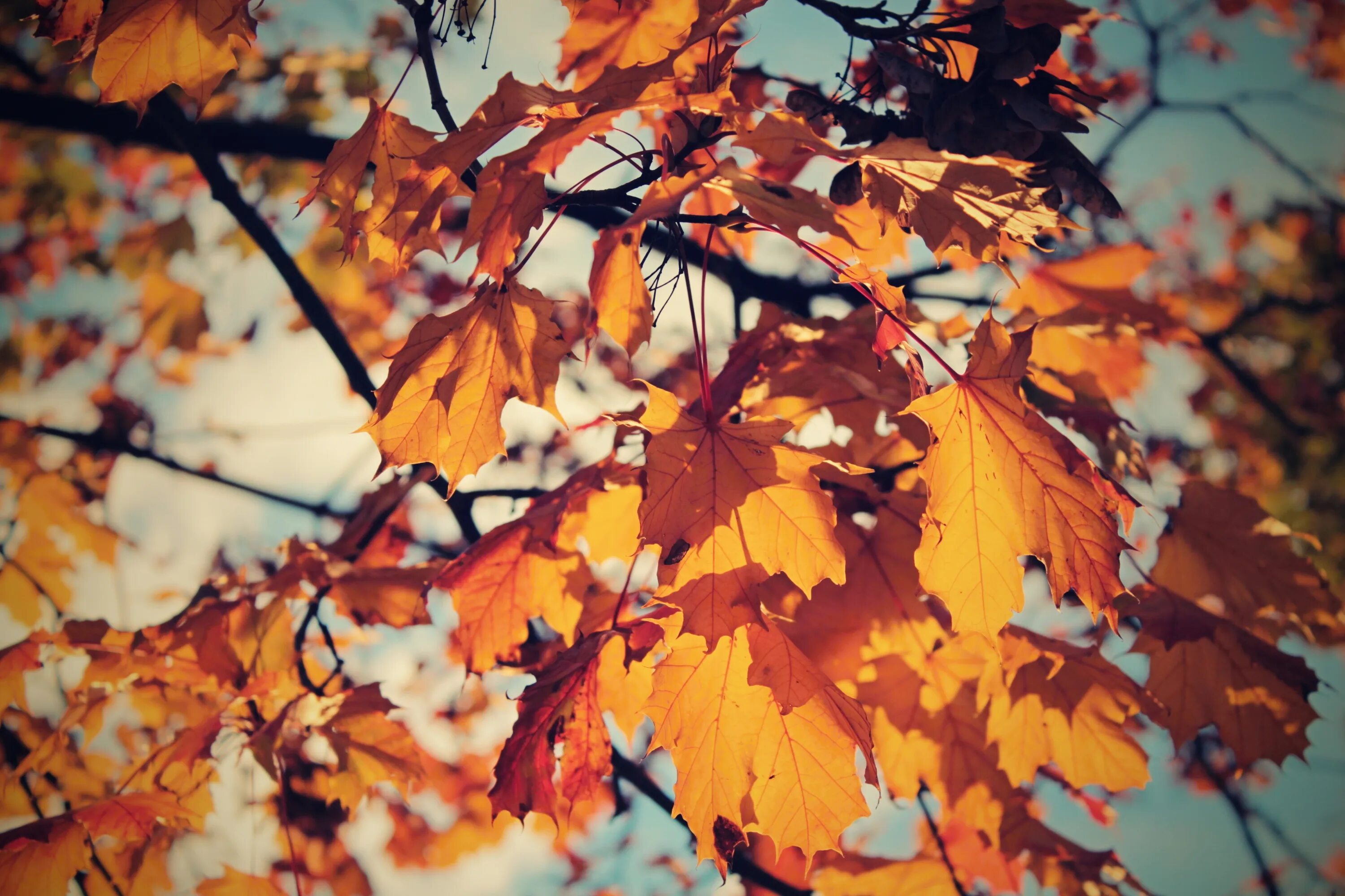 Лист осени фото. Осень листья. Осенняя листва. Листва осенью. Осенняя листва в лесу.