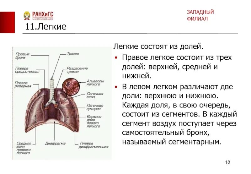 Правое легкое сколько долей. Правое лёгкое состоит из 3 долей. Правое лёгкое состоит из двух долей. Правое легкое 3 доли левое 2 доли. Лёгкие состоят из долей.