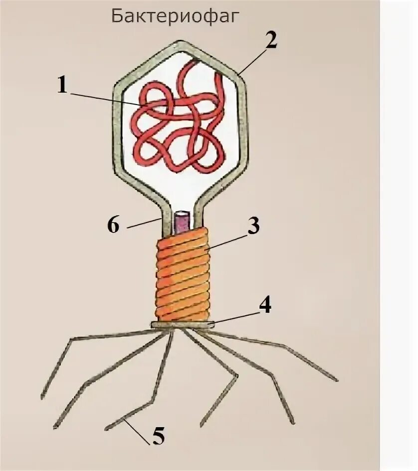 бактериофаг схема. бактериофаг т4 строение. строение вируса строение бактериофага. строение вируса строение бактериофага. бактериофаг схема.