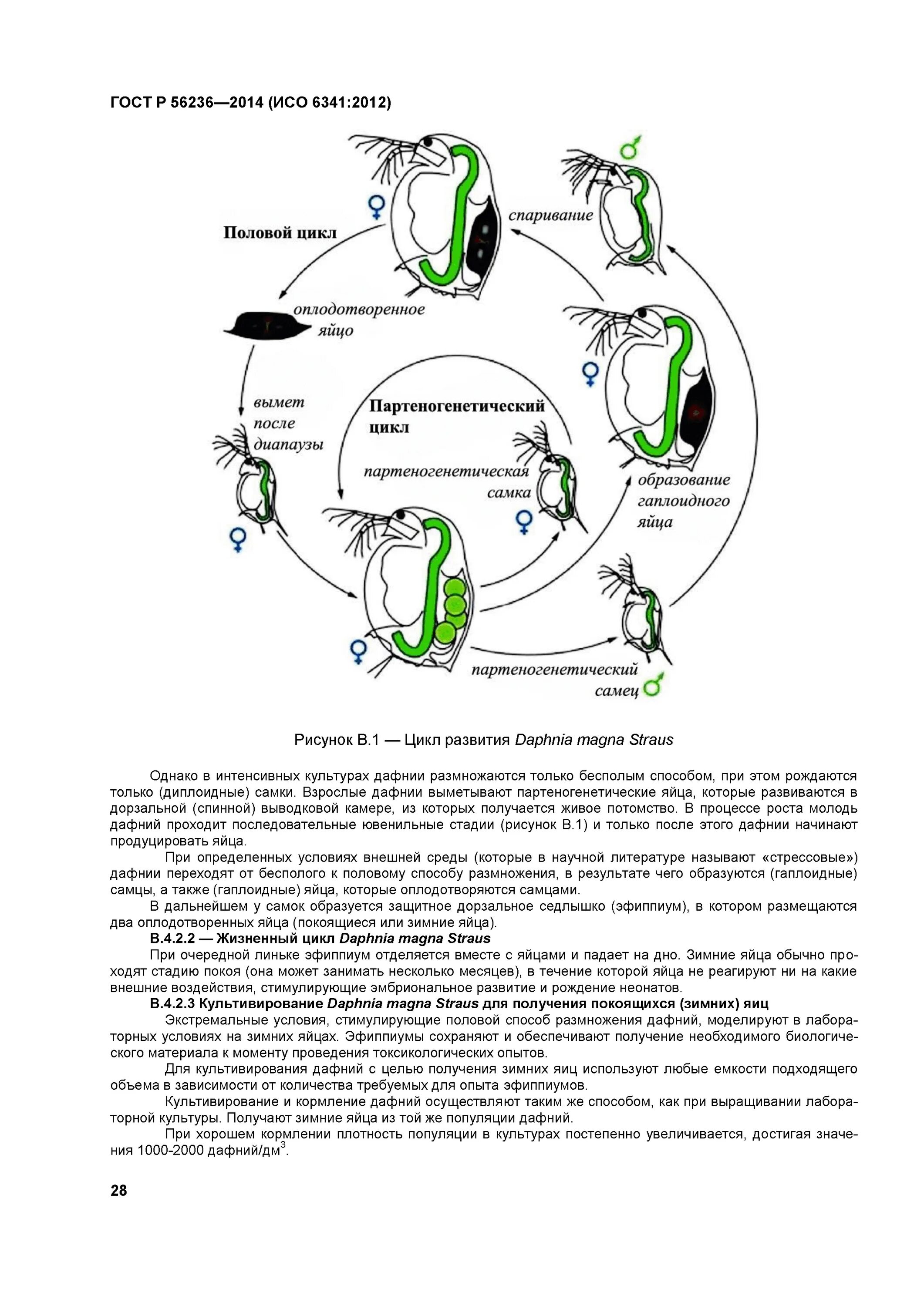 На рисунке изображен жизненный цикл рачка дафнии. На рисунке изображен жизненный цикл рачка дафнии. Жизненный цикл дафнии. Дафния цикл размножение. Жизненный цикл дафнии.