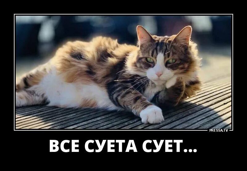 Суета сует все суета. Все суета. Суета смешные картинки. Шутки про суету. Суете сует 2014