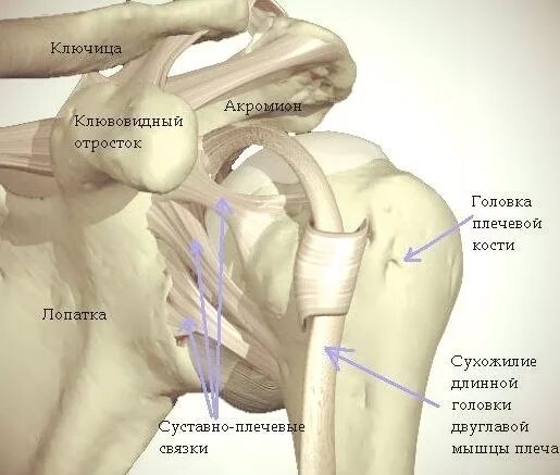 Плечевые связки. Сухожилия плечевого сустава анатомия. Связочный аппарат плечевого сустава. Анатомия плеча связки сухожилия. Связочный аппарат плечевого сустава анатомия.
