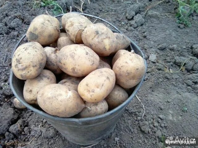 Домашняя картошка фото Продам картофель купить в Колпашево, цена 170 руб., продано 26 сентября 2020 -