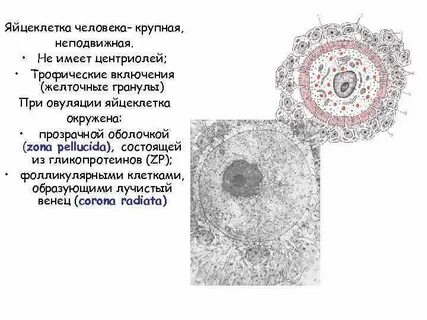 Яйцеклетка лягушки