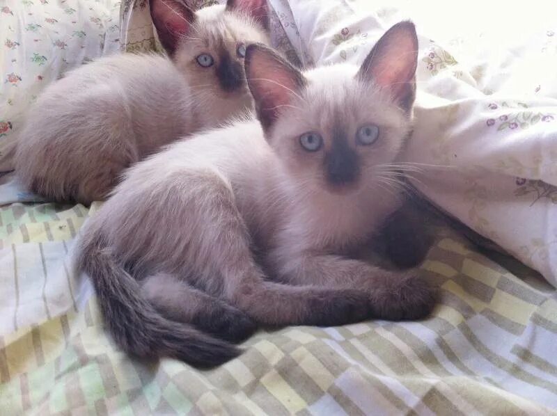 Сиамский котёнок мальчик. Старотипная сиамская. Сиамская кошка. Котенок сиам. Имена для сиамских котят мальчиков.