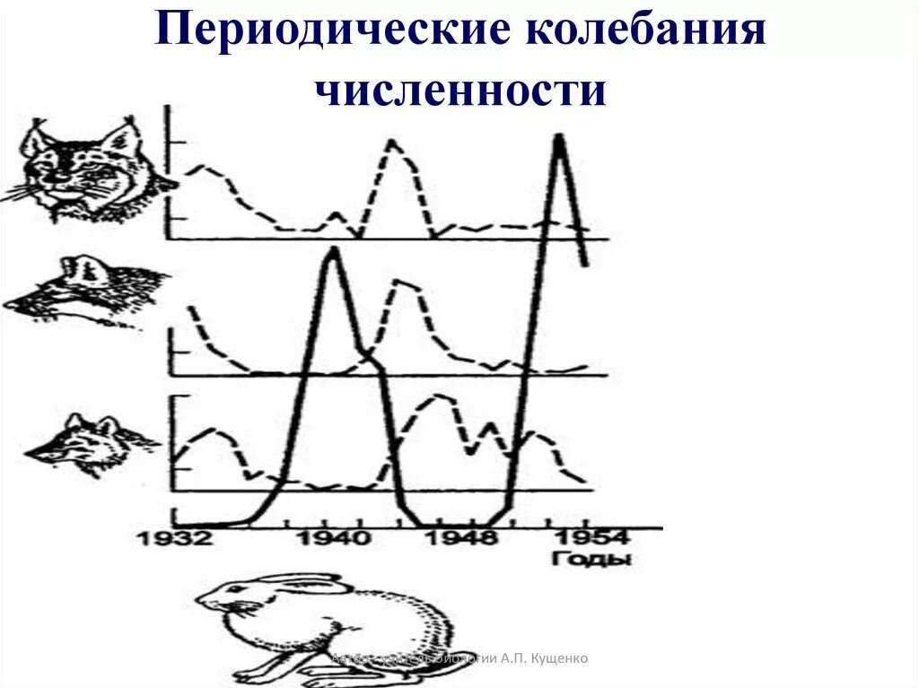 Периодические колебания уровня океана. Колебания численности популяции. Периодические колебания численности. Периодические и непериодические колебания численности популяции. Колебания численности организмов.