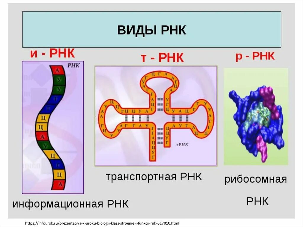 Особенности молекулы рнк. Строение РНК рисунок. Схема строения информационной РНК. Строение молекул ИРНК ТРНК РРНК. Формы рибонуклеиновой кислоты РНК.