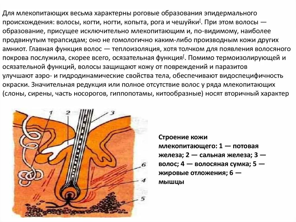 Роговые образования кожи млекопитающих. Структура кожи млекопитающих. Строение кожи млекопитающих. Строение волоса млекопитающих.