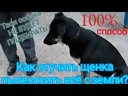 Собака подбирает на улице все подряд
