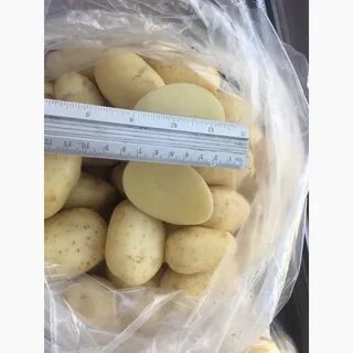 Сорт картофеля ривьера отзывы