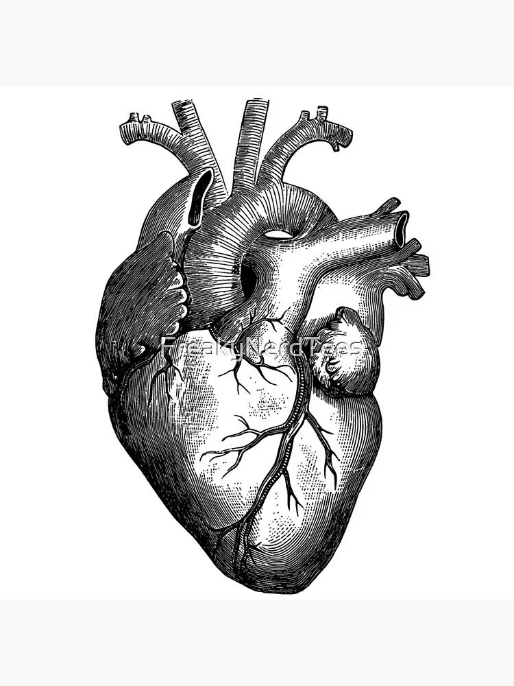 Орган сердце человека рисунок. Сердце. Сердце анатомия.