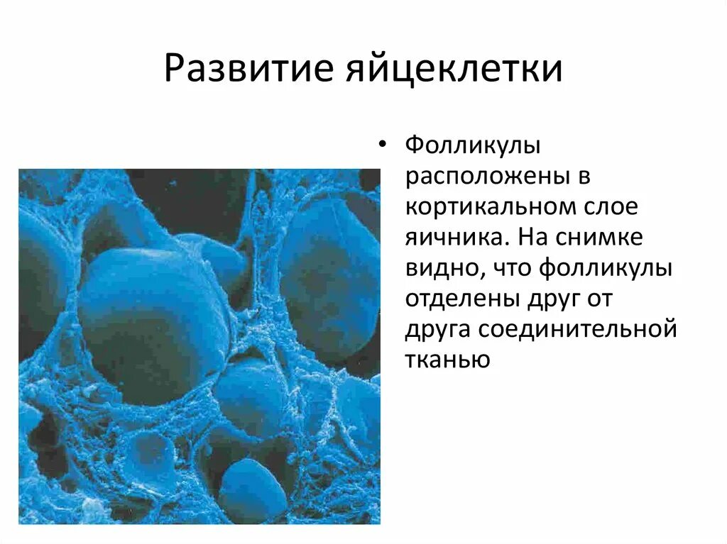 Оболочки яйцеклетки функции. Кортикальный слой яйцеклетки. фолликулы в кортикальном слое. слои яичников корковый фолликулярный. кортикальная реакция яйцеклетки.