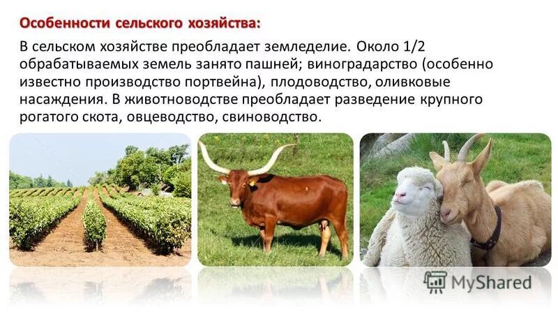 Особенности сельского хозяйства оренбургской области