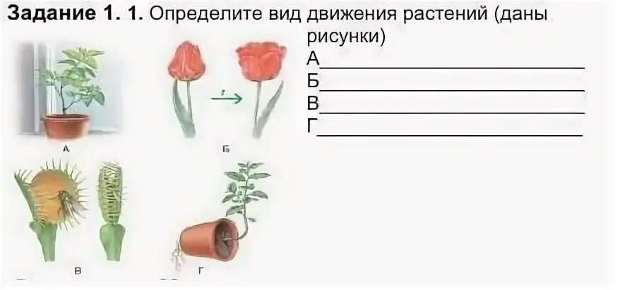 Дано изображение выбери. Типы движения растений. Движение растений 7 класс. Виды движений растений рисунок. Движение растений 6 класс биология таблица.