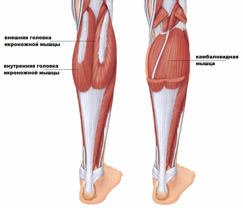 А также внутренней поверхности. Сухожилия икроножной мышцы анатомия. Икроножная и камбаловидная мышцы. Икроножная мышца голени анатомия. Анатомия камбаловидной мышцы голени.