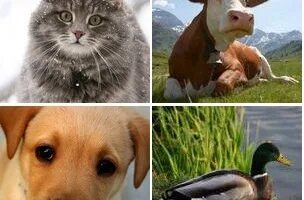 Значение звука для животных. Животные приложение звуки. звуки всех животных. девушка копирует звуки животных. животные и их звуки одноклассники.