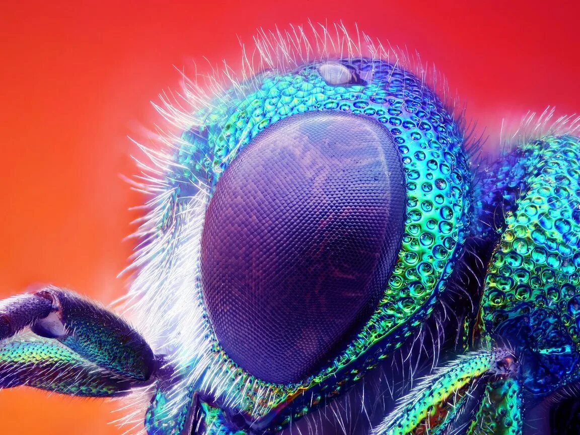 Глаза насекомых. Фасеточные глаза насекомых. Простые глазки насекомых. Фасеточные глаза. Муха с желтыми глазами.