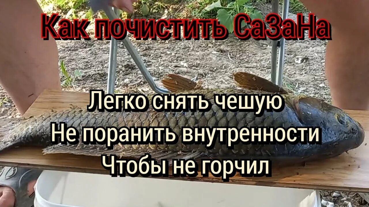 Как быстро почистить сазана. Как почистить сазана от чешуи быстро в домашних условиях.