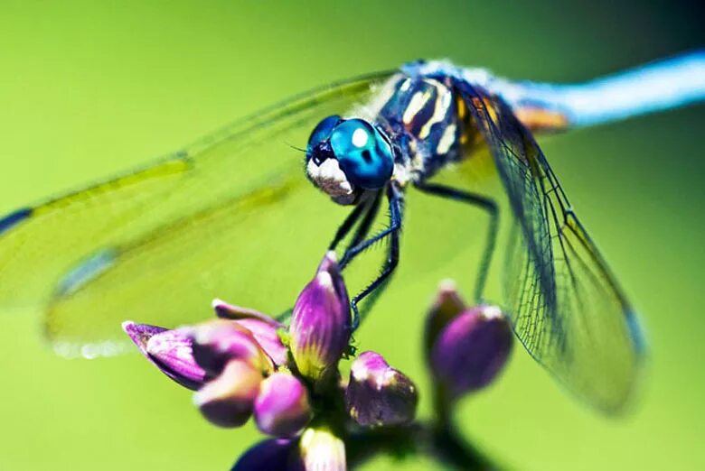 Стрекоза trithemis aurora. Красная стрекоза. Стрекоза лапки. Стрекоза с красным брюшком. Бирюзовая стрекоза.