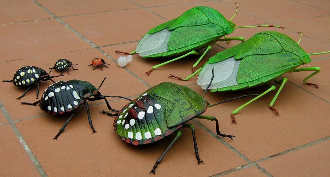 серая кобылка кузнечик. жук щитник черепашка. длинноногий арлекин жук. аскалаф. насекомое пестрое.